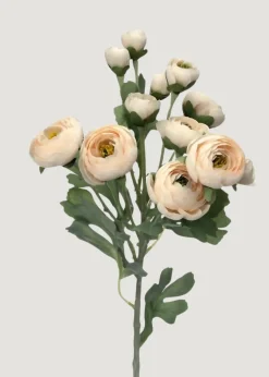 Afloral.com Florals & Greenery>Blooming Ranunculus Flowers in Blush